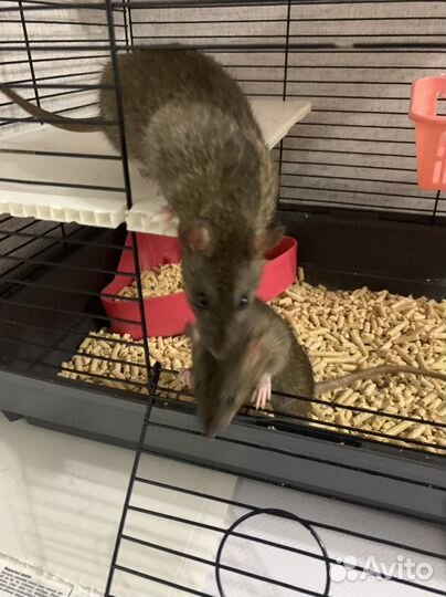 Крыса дамбо с клеткой