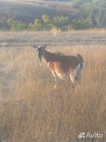 Коза нубийская