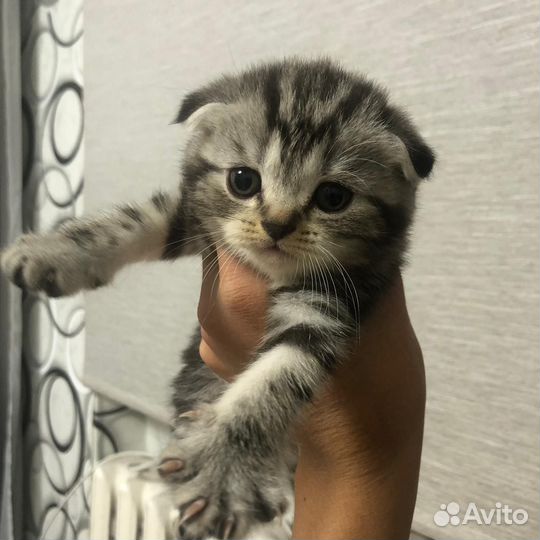 Шотландские котята