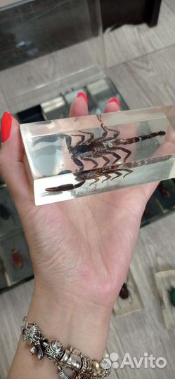 Насекомые в стекле