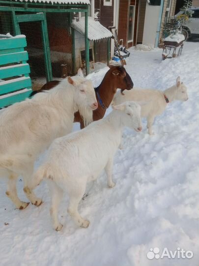 Козье молоко