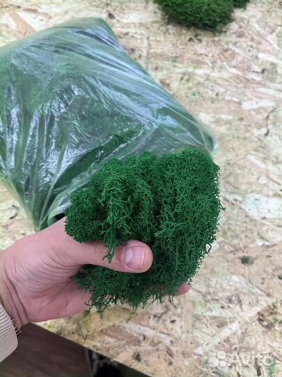 Мох ягель стабилизированный оптом и в розницу