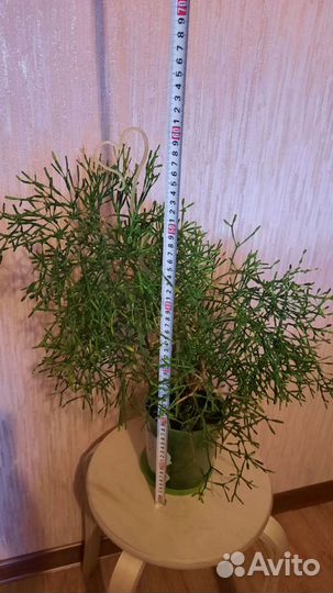 Хатиора или Танцующие кости