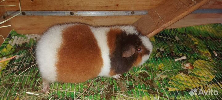 Морские свинки тедди