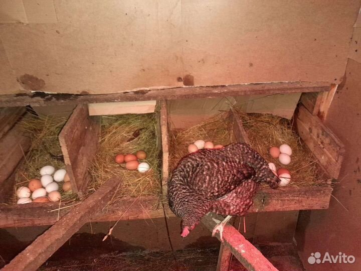 Домашние куриные яйца