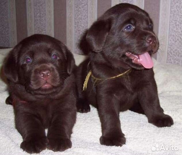 Щенки лабрадора