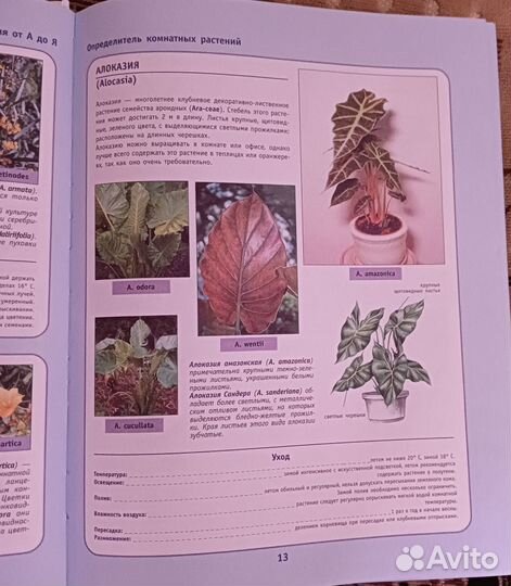 Продаю книгу Комнатные растения (русский Хесайон)