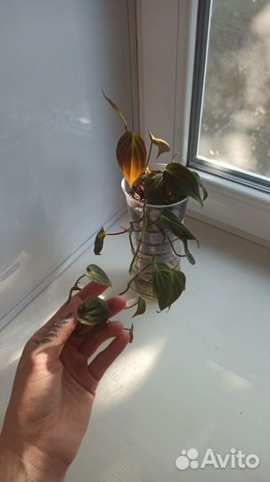 Комнатные растения