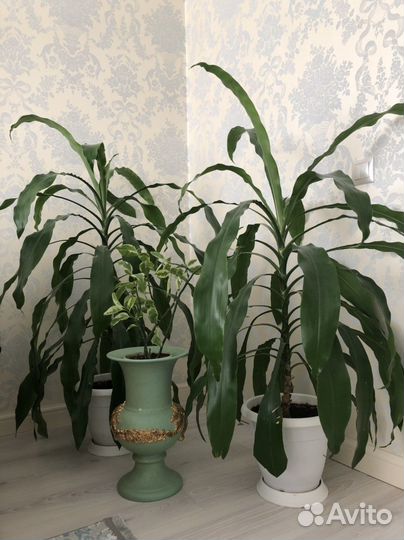 Комнатные растения