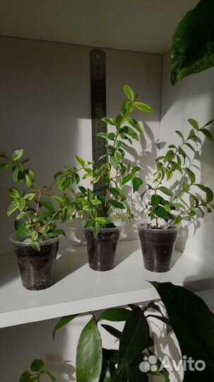 Мирт, Сингониум