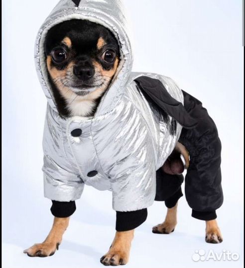Одежда для собак
