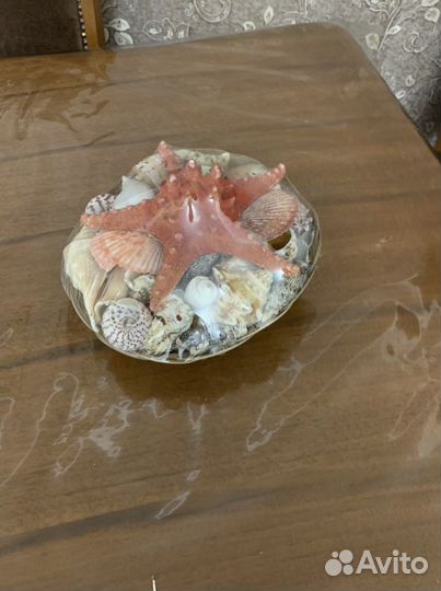 Ракушка морская