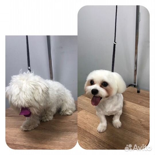 Стрижка животных