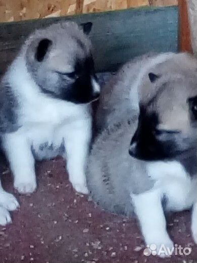 Лайка западно-сибирская