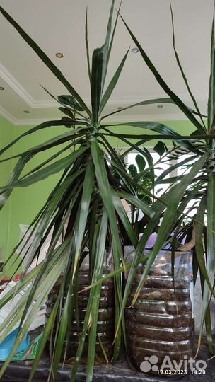 Драцена маргината