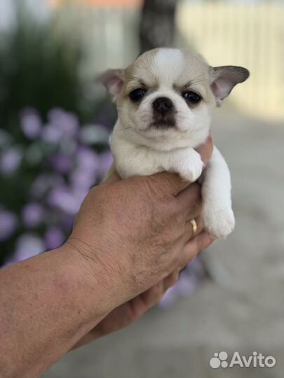 Щенки чихуахуа