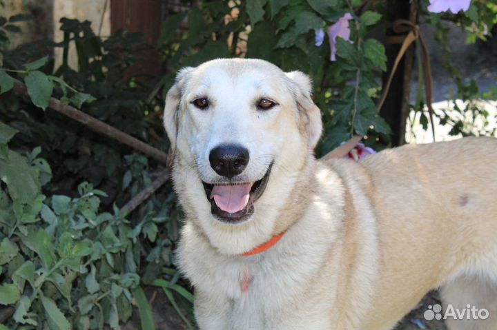 Собачка в поисках семьи