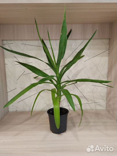 Комнатные цветы юкка