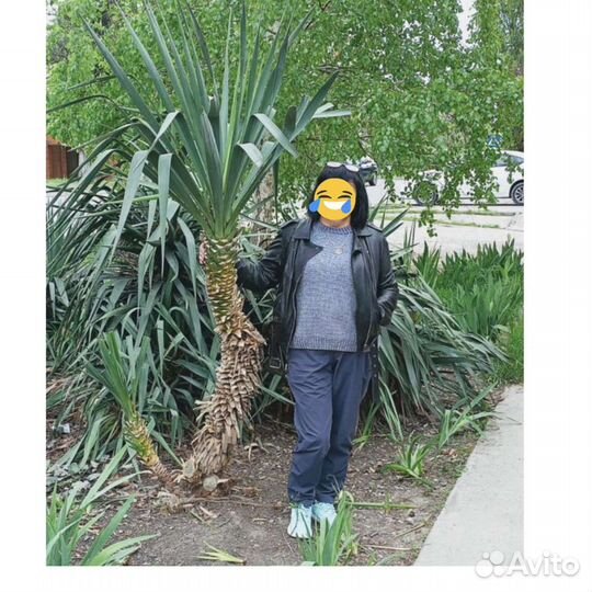 Пальма юкка (высокая) 2,5 м