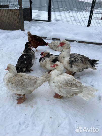 Яйца утиные домашние