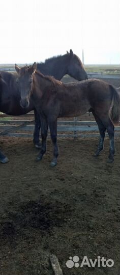 Продам жеребчик