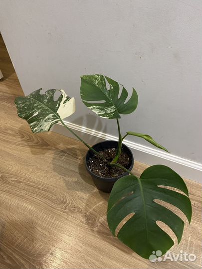 Монстера Альба