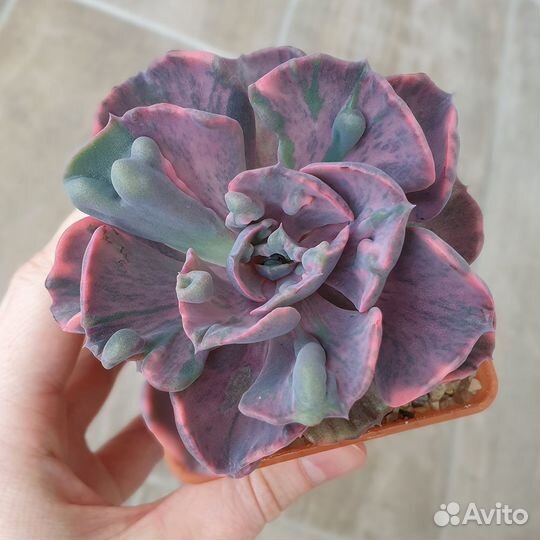 Эхеверия Beyonce