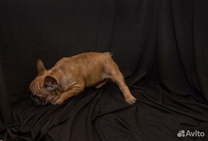 Французский бульдог мальчик РКФ