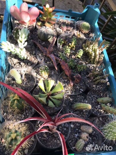 Суккуленты, кактусы, комнатные, уличные цветы