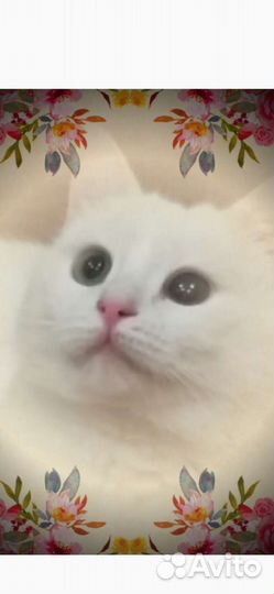Кошечка ищет дом