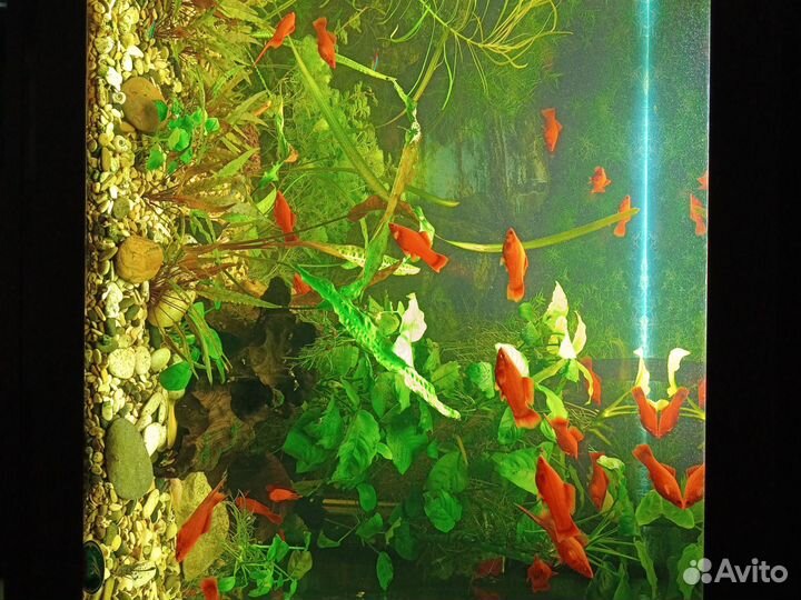 Аквариумные рыбки
