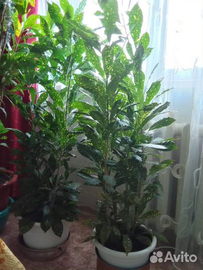 Комнатные цветы