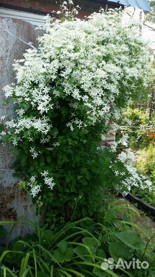 Продам рассаду садовых цветов- многолетников