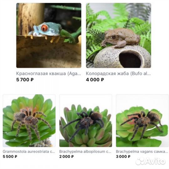 Эублефар (геккон, ящерица), змея, бананоед, агама