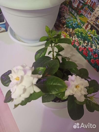 Гардения Жасминовидная