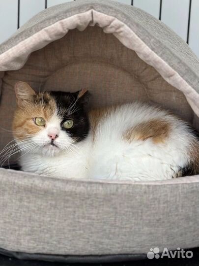 Кошка в дар
