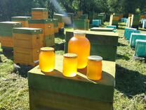 Продается мед со своей пасеки