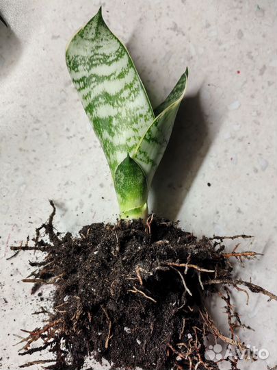 Сансевиерия ханни маргината