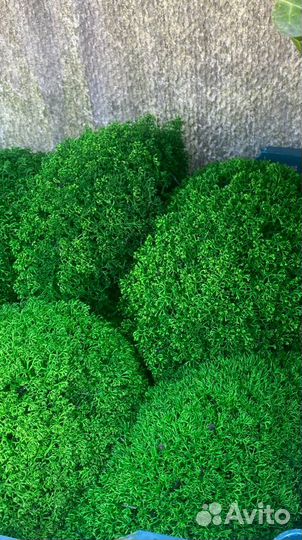 Стабилизированный мох