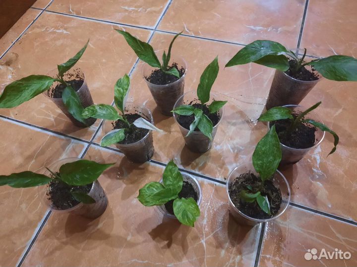 Спатифиллум Домино.Джемени.Манстера Альба