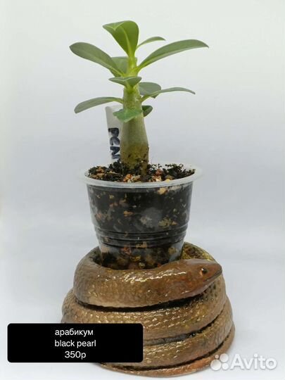 Адениум сеянцы