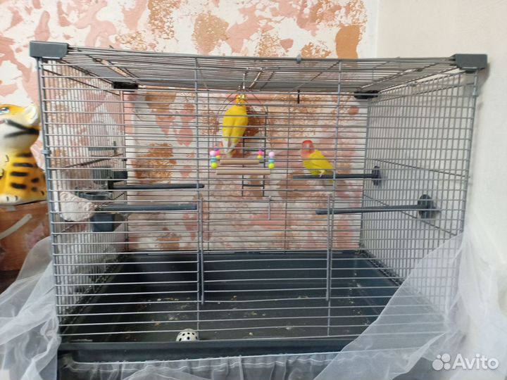 Попугаи неразлучники с клеткой