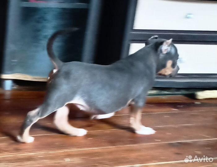 Американский булли, девочки стандарт/классик