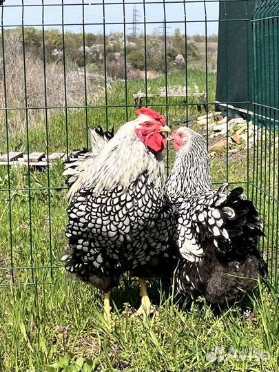 Инкубационное яйцо виандот