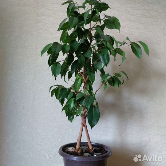 Фикусы бенджамина