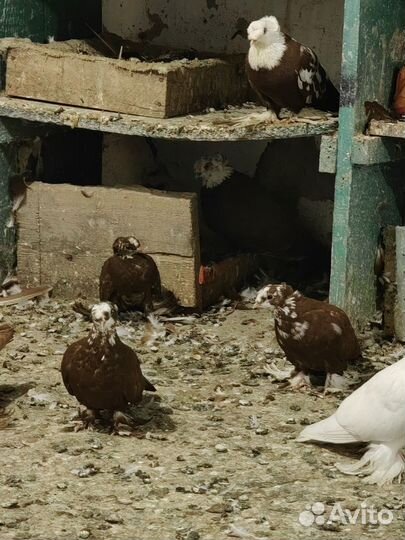 Голуби благодарненские продажа