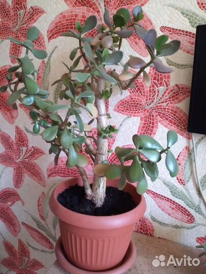 Денежное дерево (Толстянка)