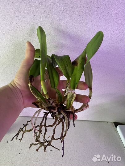 Катлея Lc. Hiroshima Melody 'Blue Genie'