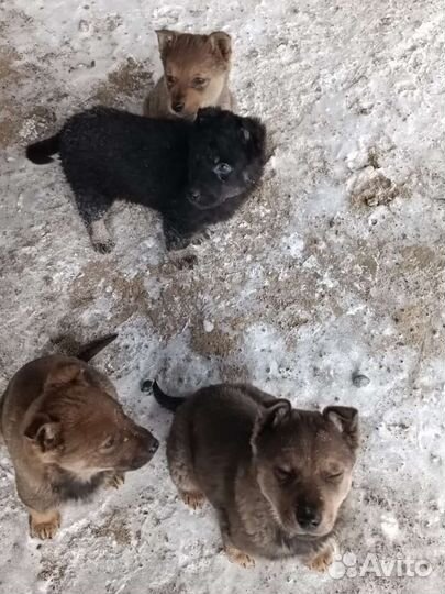 Щенки