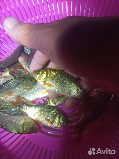 Настоящий золотой карась в пруд